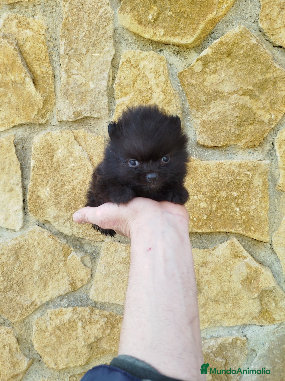 Pomerania perros en venta: Pomerania toy  - Anuncio 2