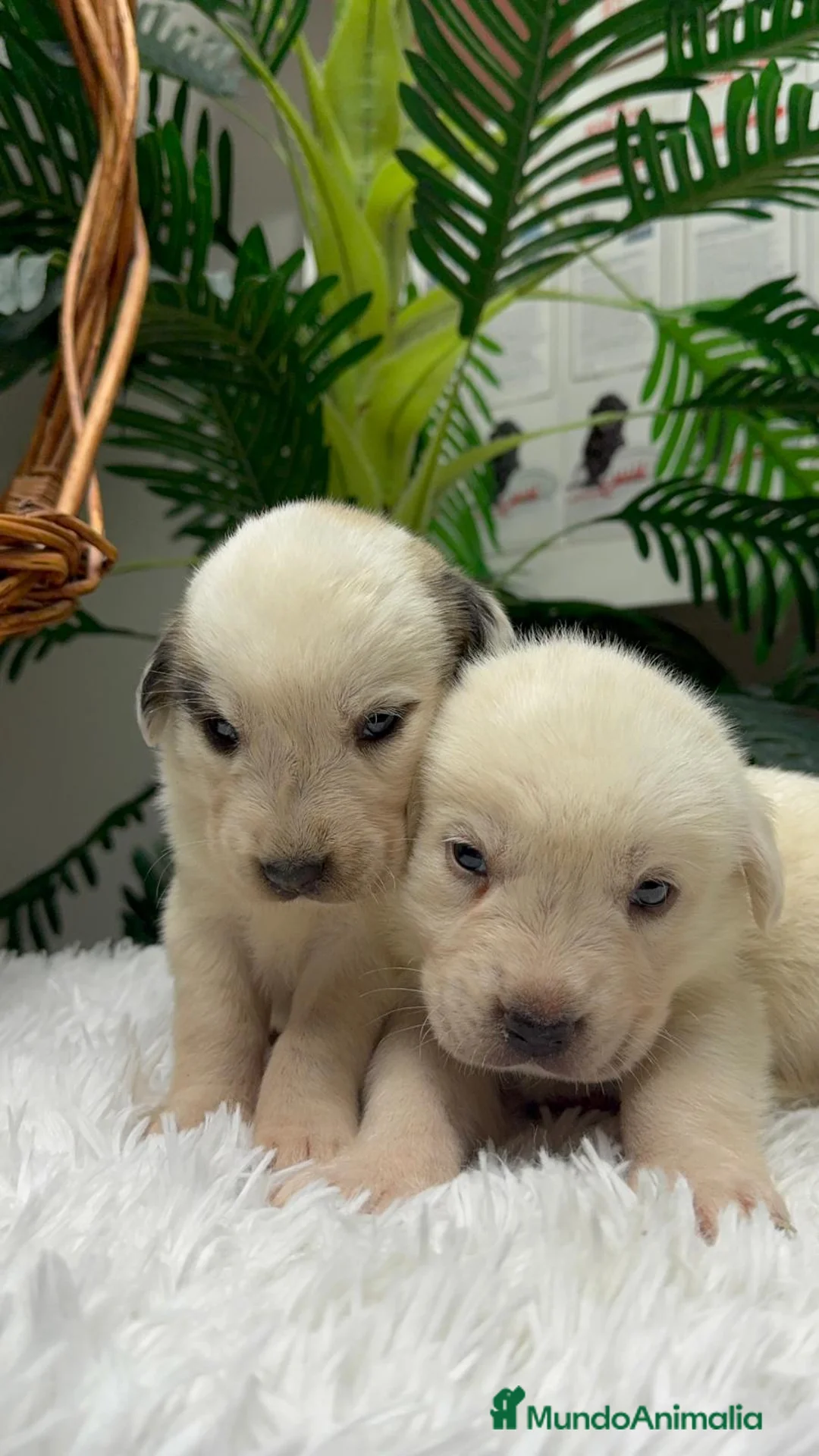 Mastín Español perros en venta: MASTIN ESPAÑOL  - Anuncio 2