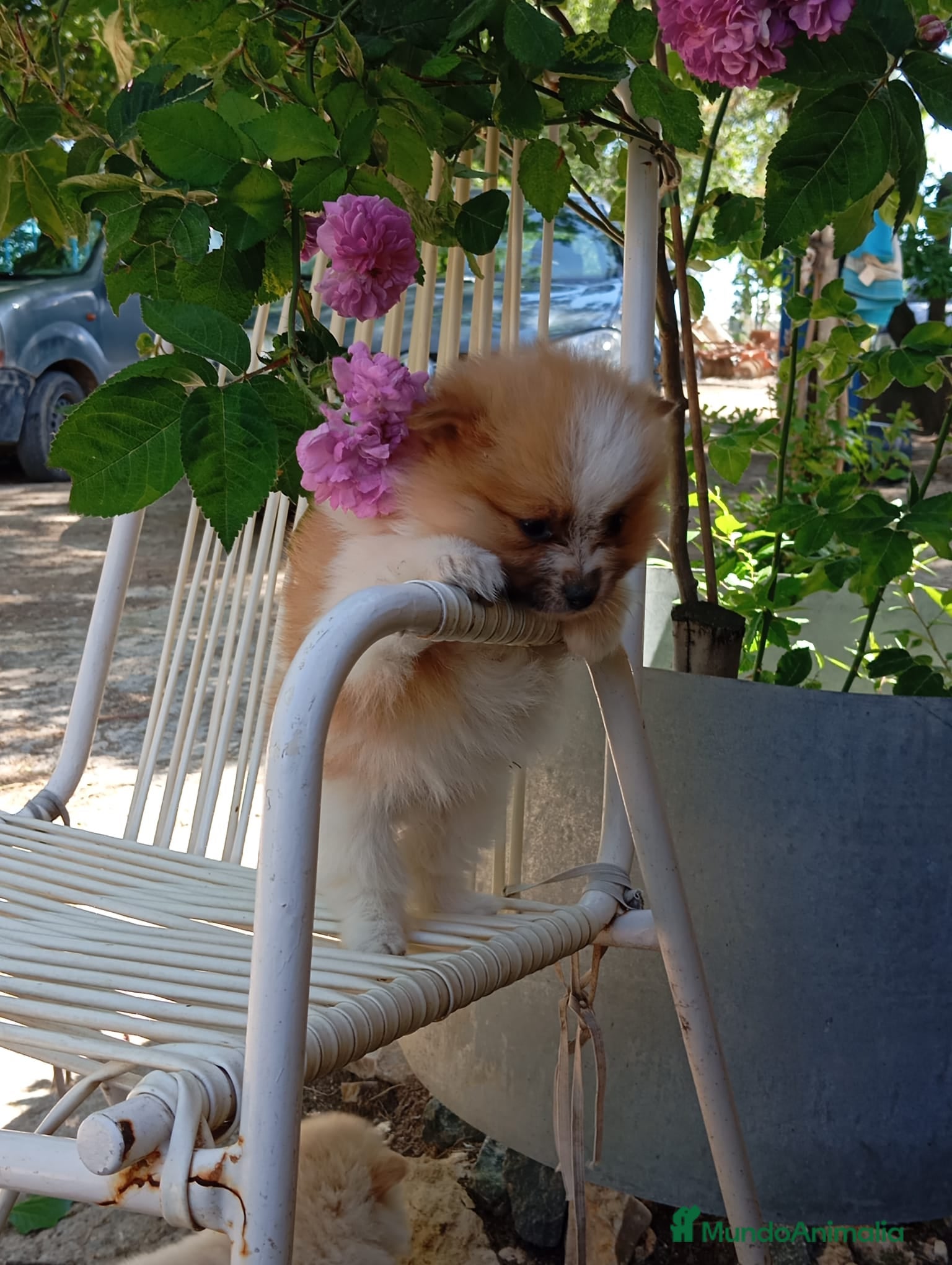 Pomerania perros POMERANIA MACHO mini bicolor  - Anuncio 32