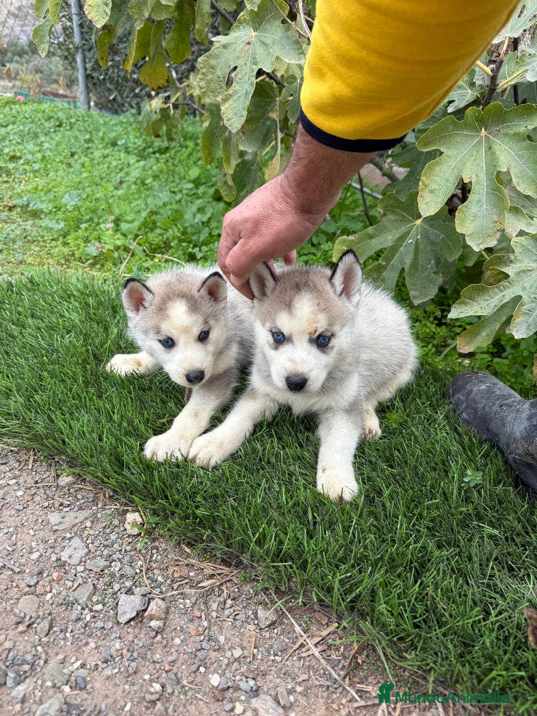 Husky Siberiano perros en venta: Husky Siberiano Disponibles  - Anuncio 3