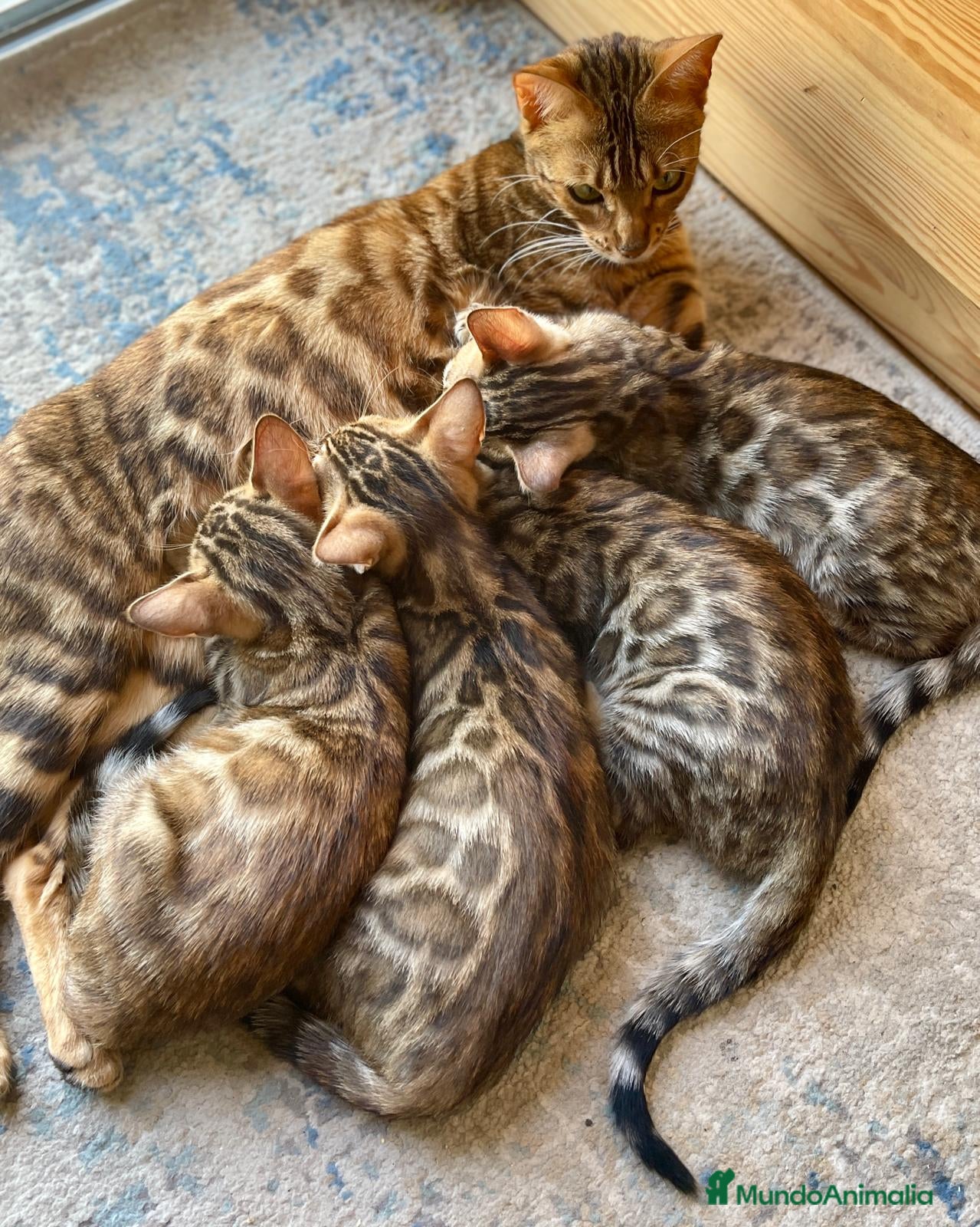Bengalí gatos 3 Hembras 1 Macho - Gato Bengalí - Anuncio 1