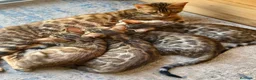 Bengalí gatos en venta: 3 Hembras 1 Macho - Gato Bengalí - Anuncio 1