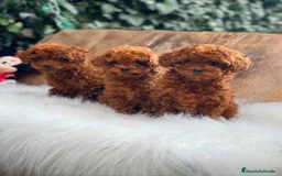 Caniche Toy perros en venta: caniche toy super pequeño - Imagen 1