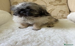 Pekinés perros en venta: Cachorros de Pekines Imperial hembras  - Imagen 23