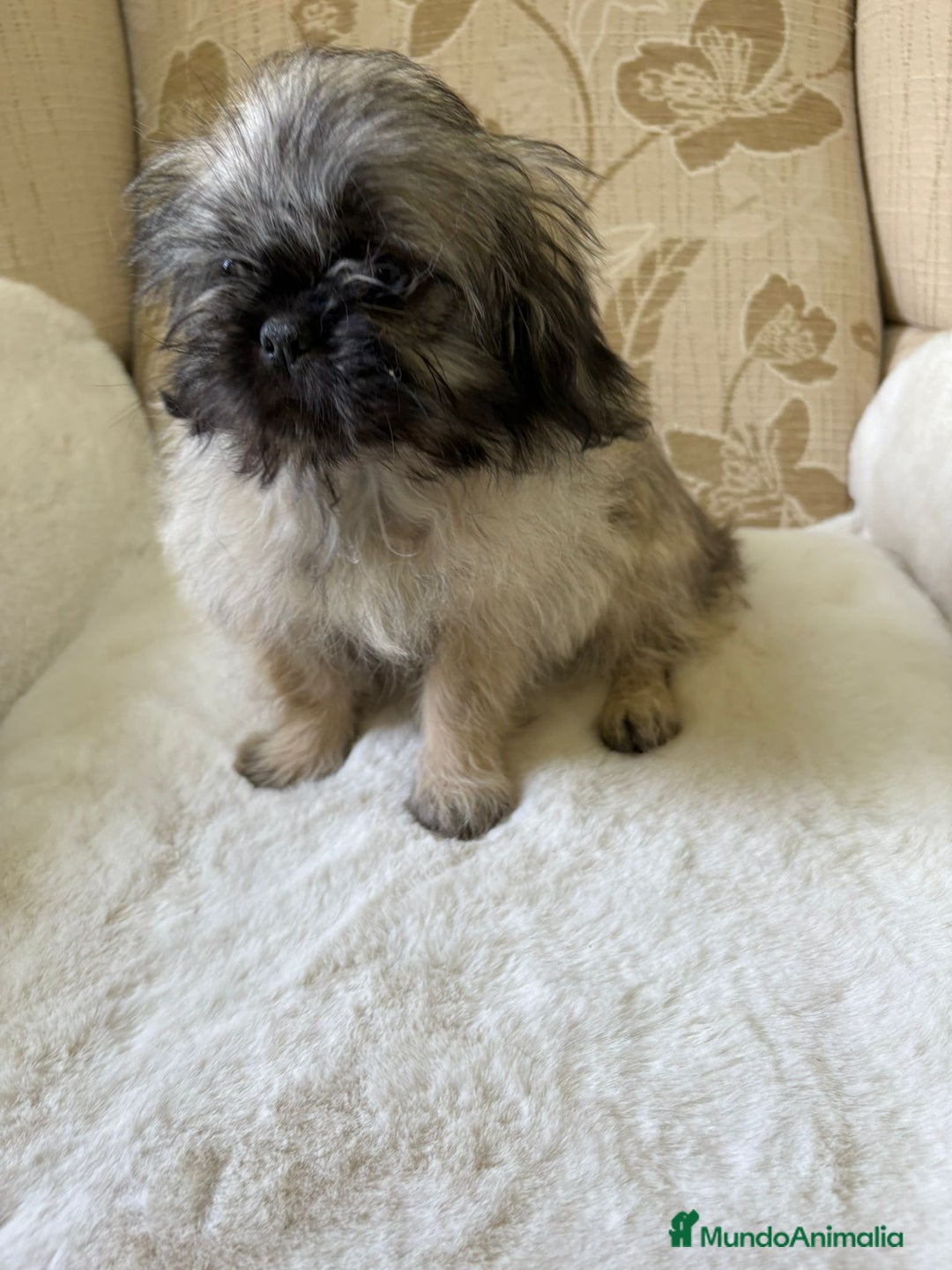 Pekinés perros en venta: Cachorros de Pekines Imperial hembras  - Imagen 23