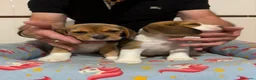 Beagle perros en venta: Cachorros beagle tricolor - Anuncio 3