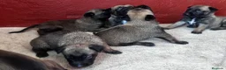 Pastor Belga Malinois perros en venta: Perros de trabajo.  - Anuncio 4