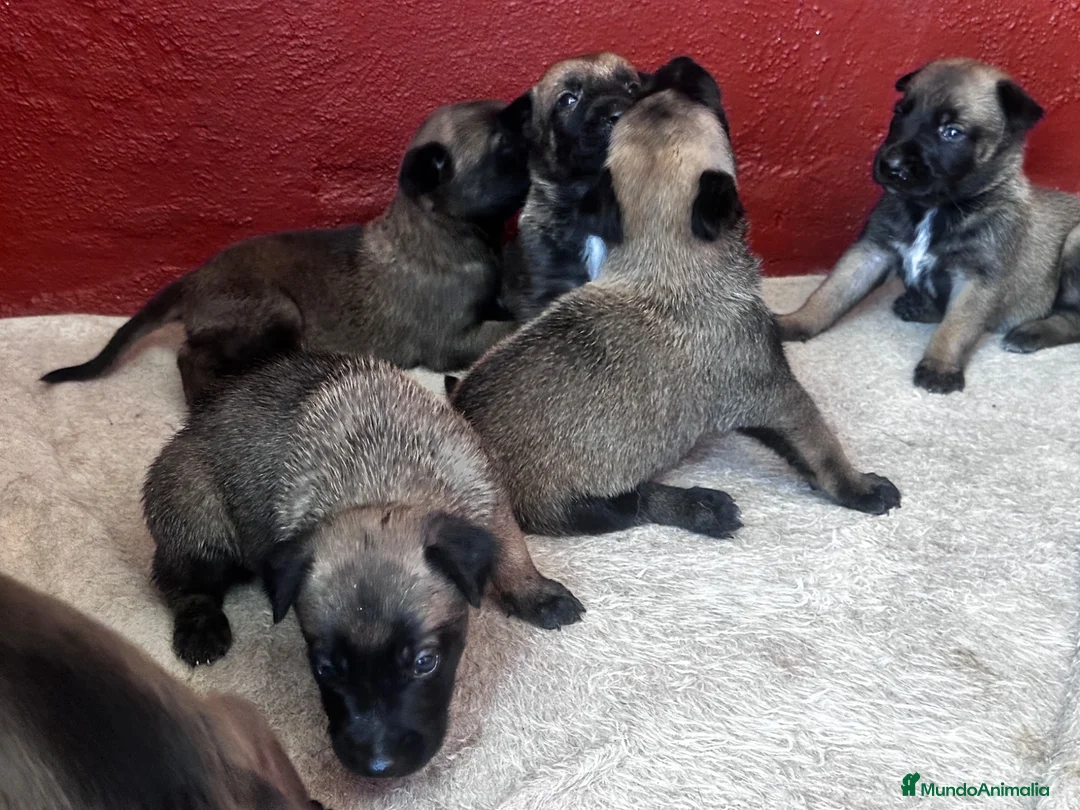 Pastor Belga Malinois perros en venta: Perros de trabajo.  - Anuncio 4