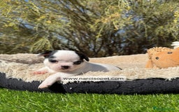 Chihuahua perros en venta: CHIHUAHUA - Imagen 2