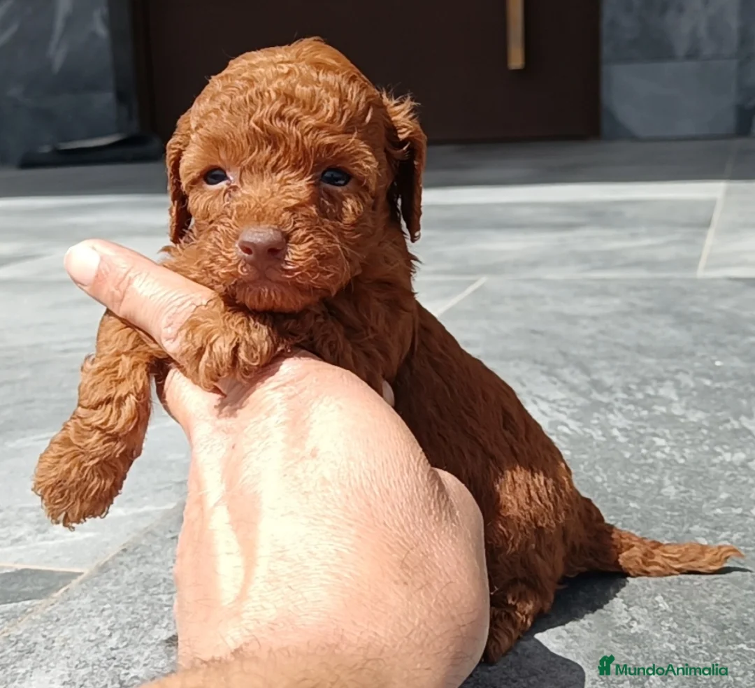 Caniche Toy perros en venta: Caniche toy  - Anuncio 2