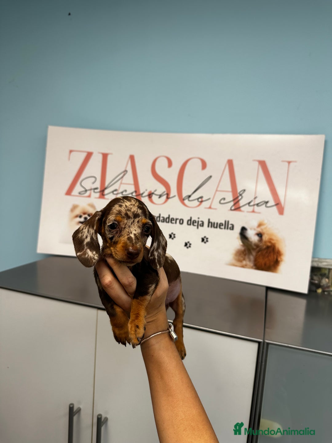 Teckel Miniatura perros en venta: Teckel chocolate miniatura - Anuncio 1