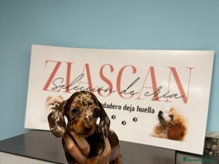 Teckel Miniatura perros Teckel chocolate miniatura - Anuncio 2