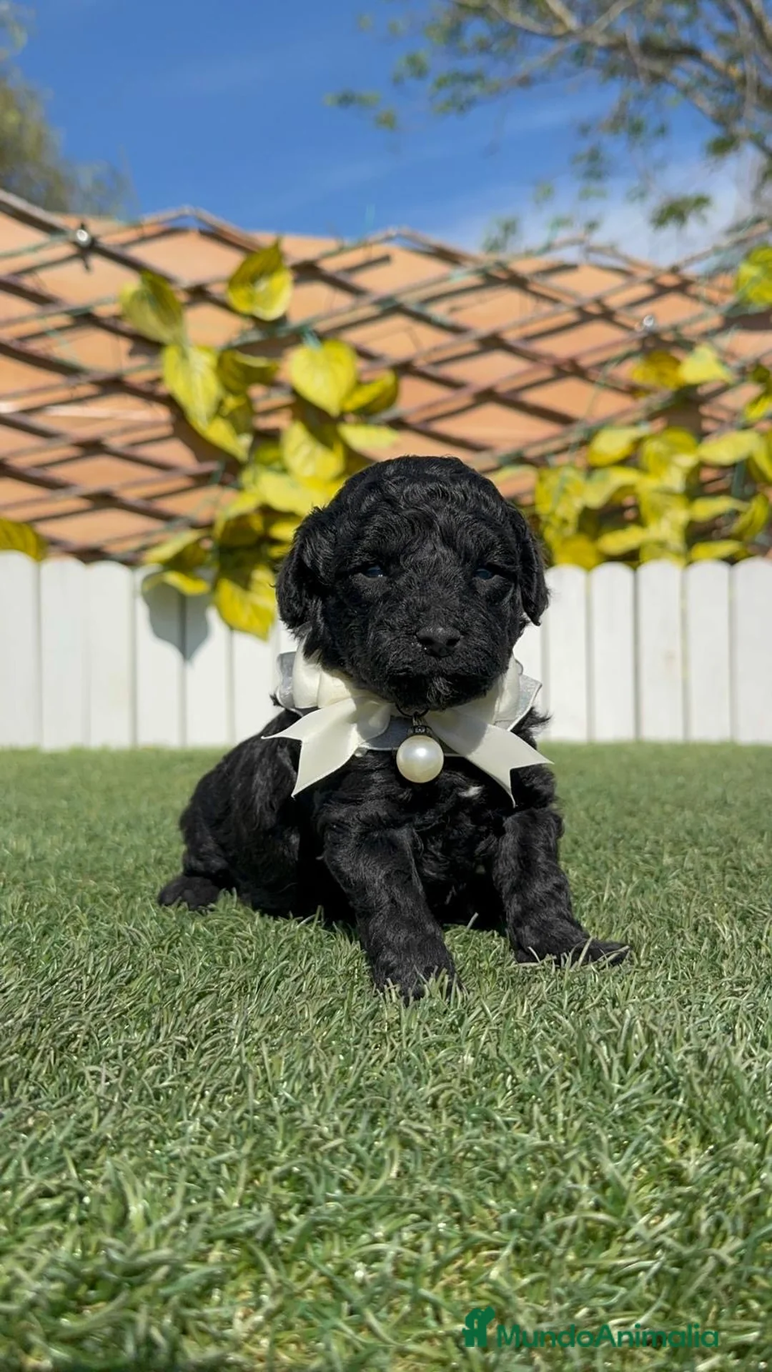 Caniche Toy perros en venta: CANICHE  TOY - Anuncio 1