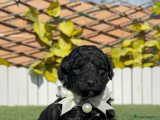 Caniche Toy perros CANICHE TOY - Anuncio 7