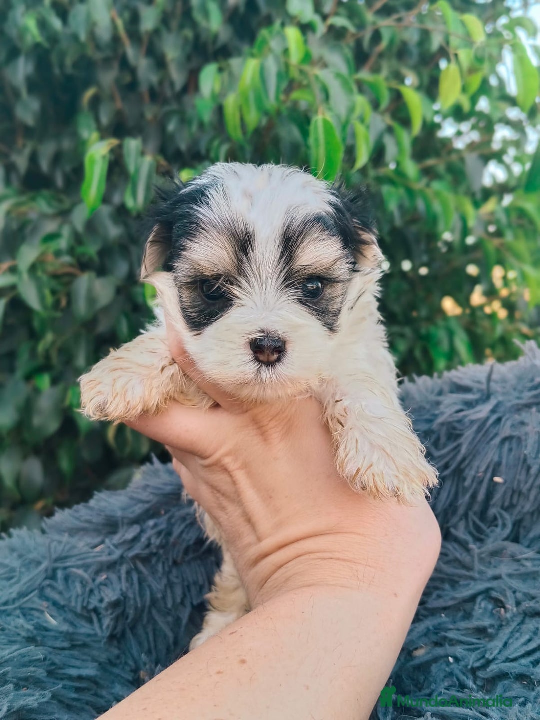 Raza Mixta perros en venta: Cachorritos de malvis - Imagen 6