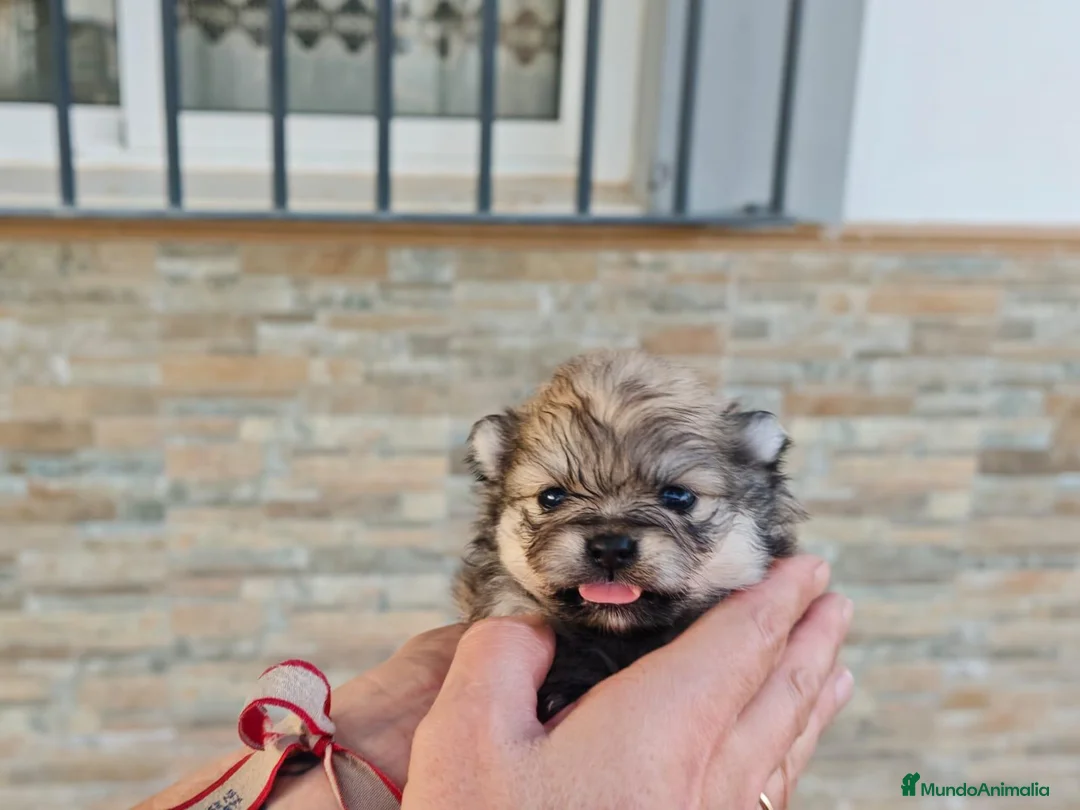 Pomerania perros en venta: Pomerania en Madrid - Anuncio 2