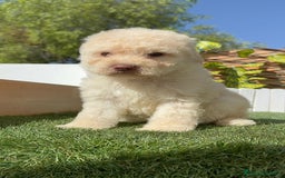 Perro de Agua Español perros en venta: PERRO DE AGUA ESPAÑOL HEMBRA - Imagen 2