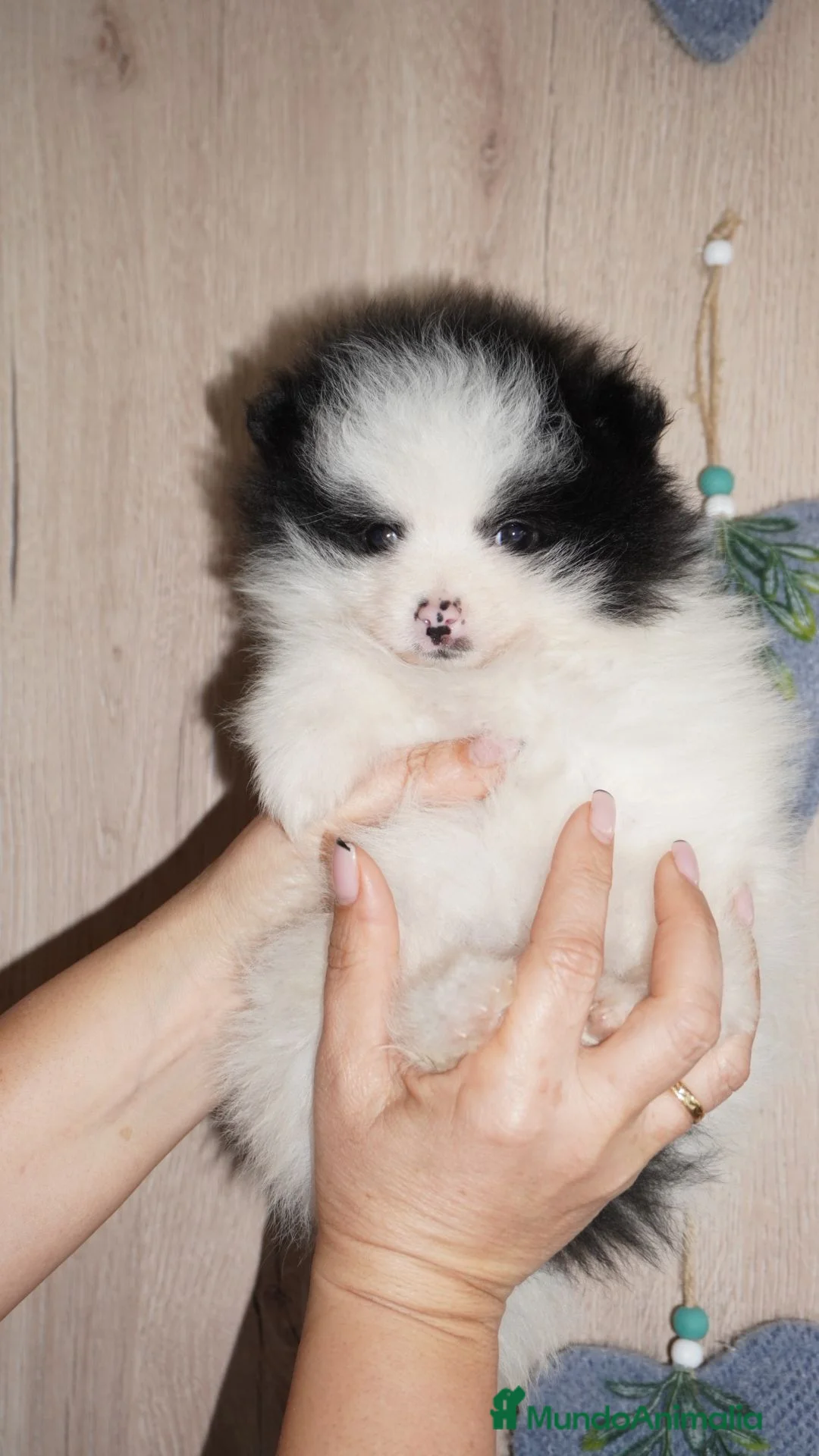 Pomerania perros en venta: Pomerania miniatura  - Anuncio 5
