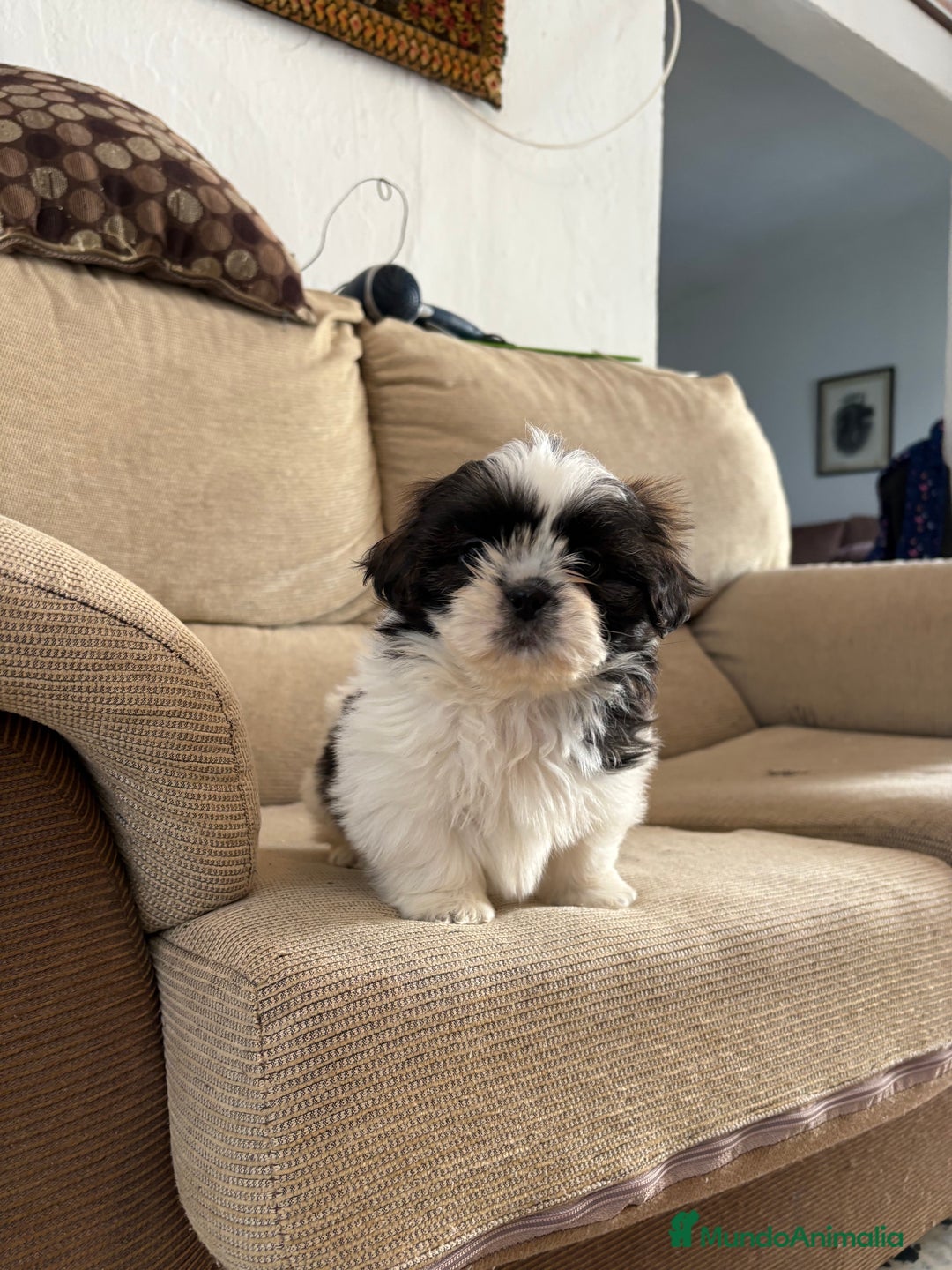Shih Tzu perros en venta: Cachorritos de shih-tzu  - Anuncio 1