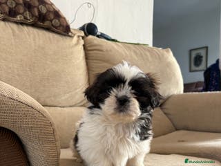 Shih Tzu perros Cachorritos de shih-tzu - Anuncio 2