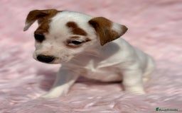 Jack Russell Terrier perros en venta: JACK RUSSEL HEMBRA DISPONIBLE - Imagen 5