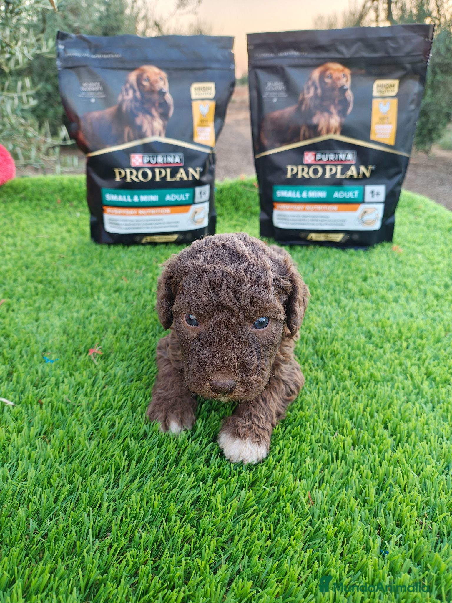Perro de Agua Español perros Perro de agua en Sevilla  - Anuncio 16
