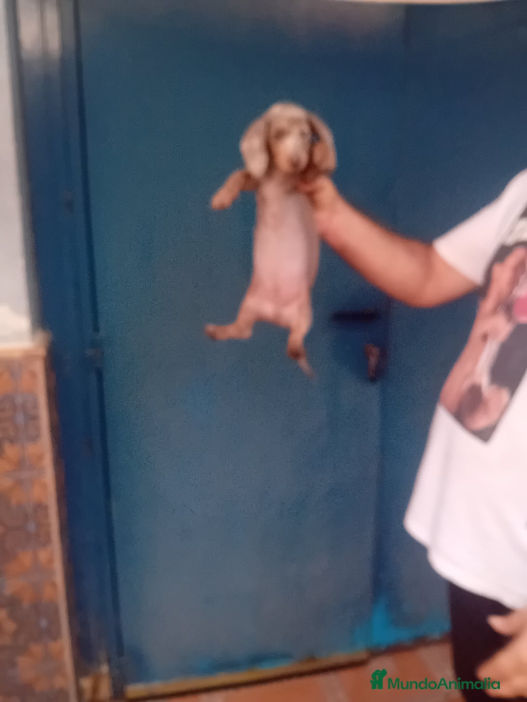 Teckel Miniatura perros en venta: ‼️hembritas de teckel kaninchen - Anuncio 4