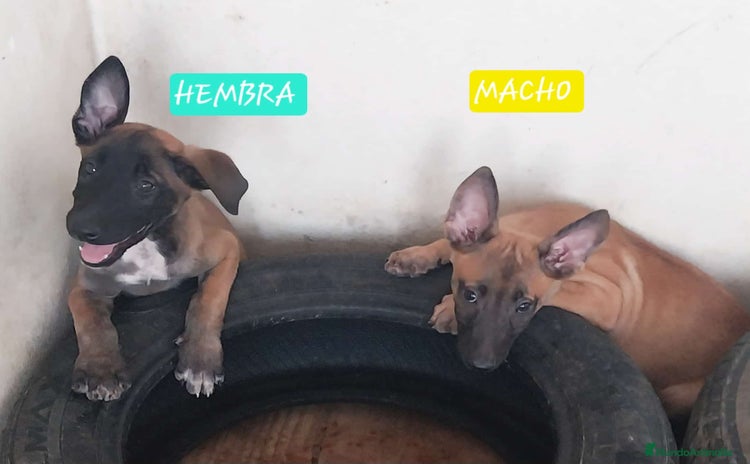 Pastor Belga Malinois perros - Propaganda 5