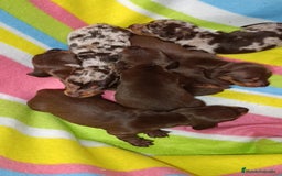 Teckel Miniatura perros en venta: Teckel kaninchen  - Imagen 1