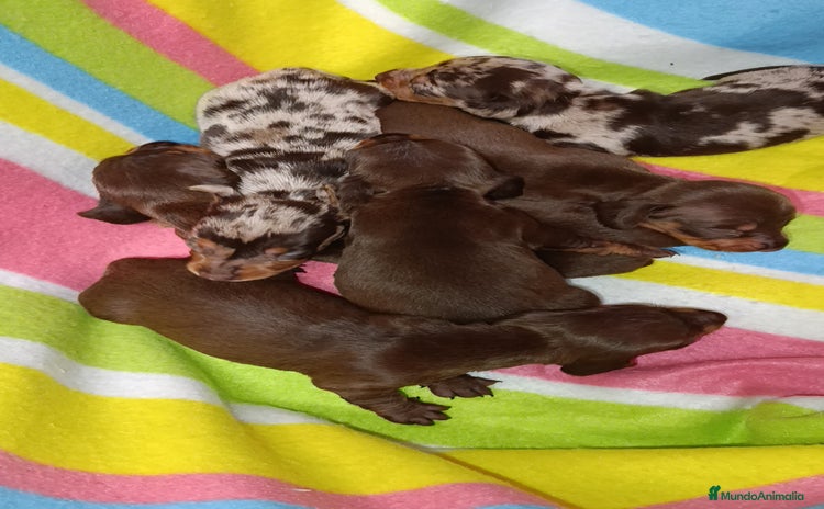 Teckel Miniatura perros - Anuncio 2