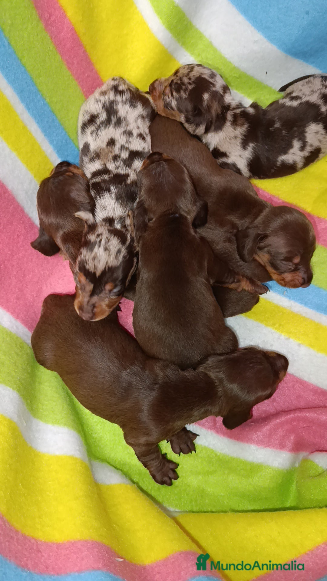 Teckel Miniatura perros en venta: Teckel kaninchen  - Imagen 1