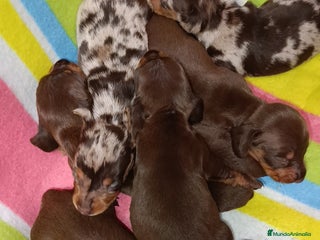 Teckel Miniatura perros - Anuncio 5