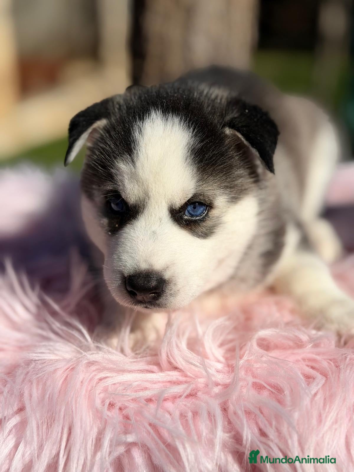 Husky Siberiano perros CAMADA HUSKY OJOS AZULES - Anuncio 2
