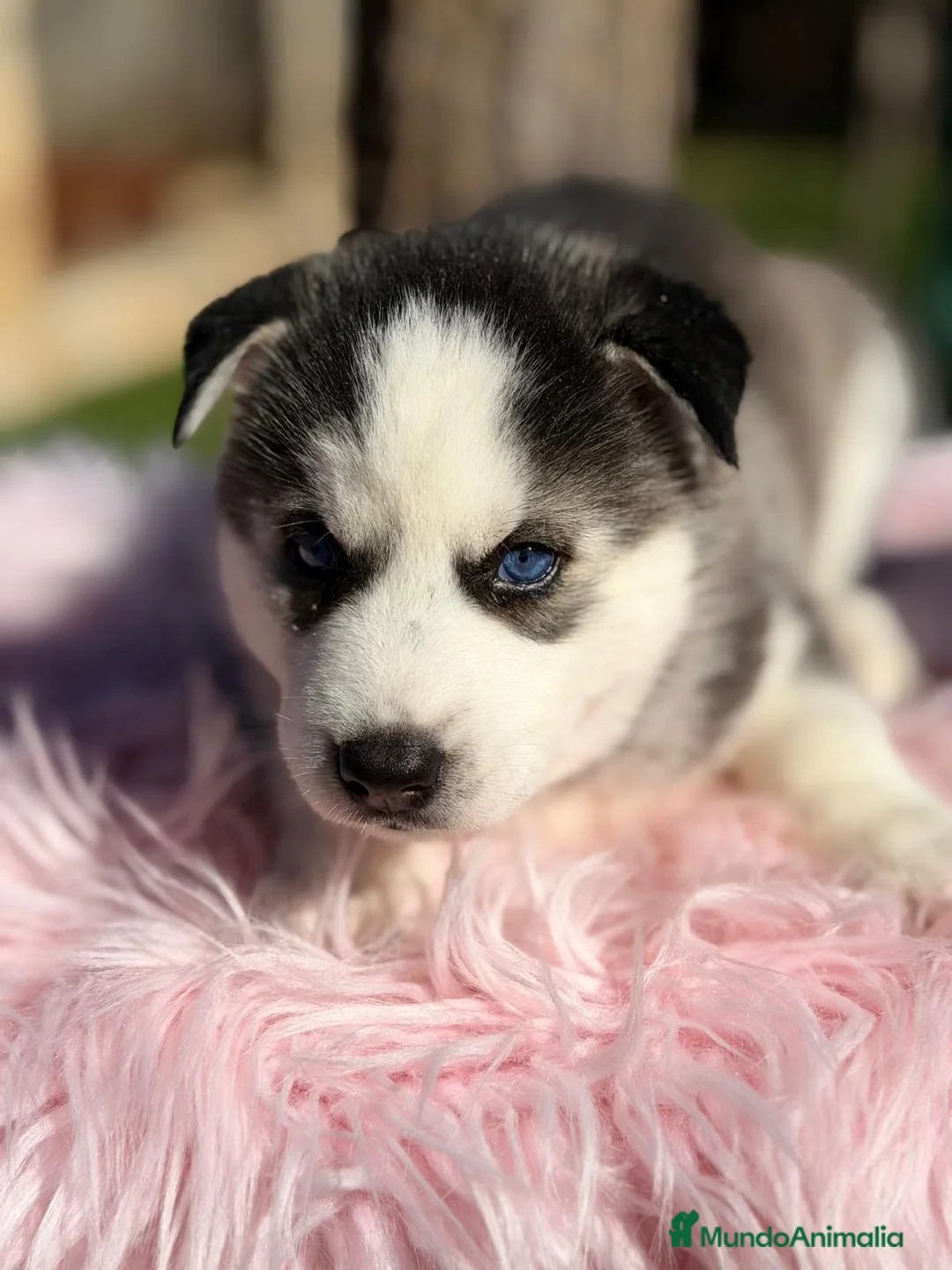 Husky Siberiano perros en venta: CAMADA HUSKY OJOS AZULES - Anuncio 1