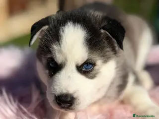 Husky Siberiano perros CAMADA HUSKY OJOS AZULES - Anuncio 2