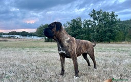 Cane Corso perros en adopcion: Hembra Cane corso  - Imagen 1