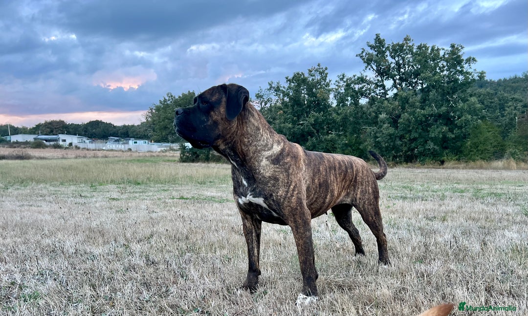 Cane Corso perros en adopcion: Hembra Cane corso  - Imagen 1