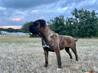 Cane Corso perros - Anuncio 11