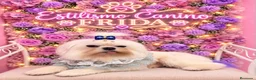 Bichón Maltés perros en venta: Bichón maltes coreano - Anuncio 3