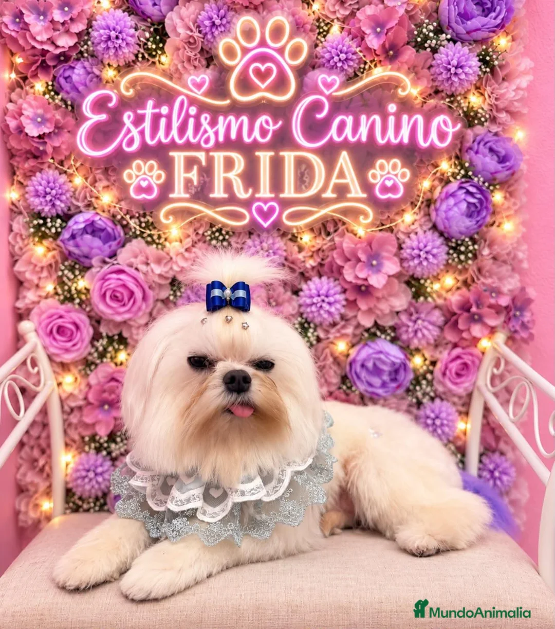 Bichón Maltés perros en venta: Bichón maltes coreano - Anuncio 3
