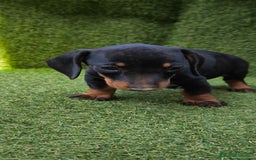 Teckel Miniatura perros en venta: teckel canichen  negro fuego  - Imagen 20