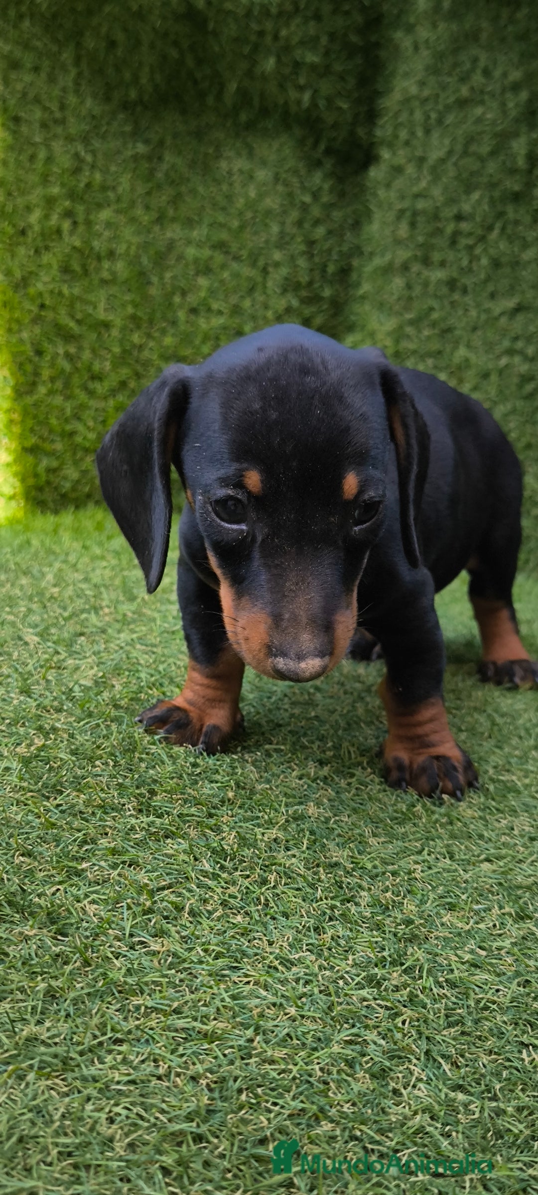 Teckel Miniatura perros en venta: teckel canichen  negro fuego  - Imagen 20
