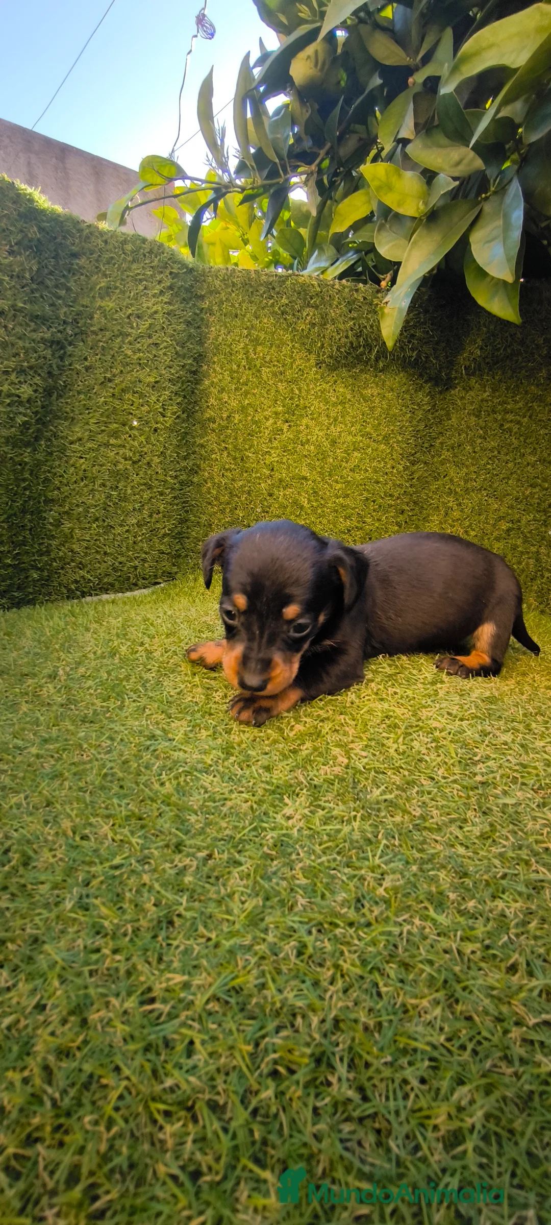 Teckel Miniatura perros en venta: camada teckel miniatura  - Anuncio 17