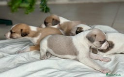 Whippet perros en venta: WHIPPET MALAGA  - Imagen 3