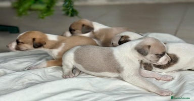 Whippet perros - Anuncio 4