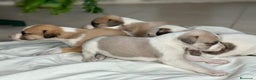 Whippet perros en venta: WHIPPET MALAGA  - Anuncio 3