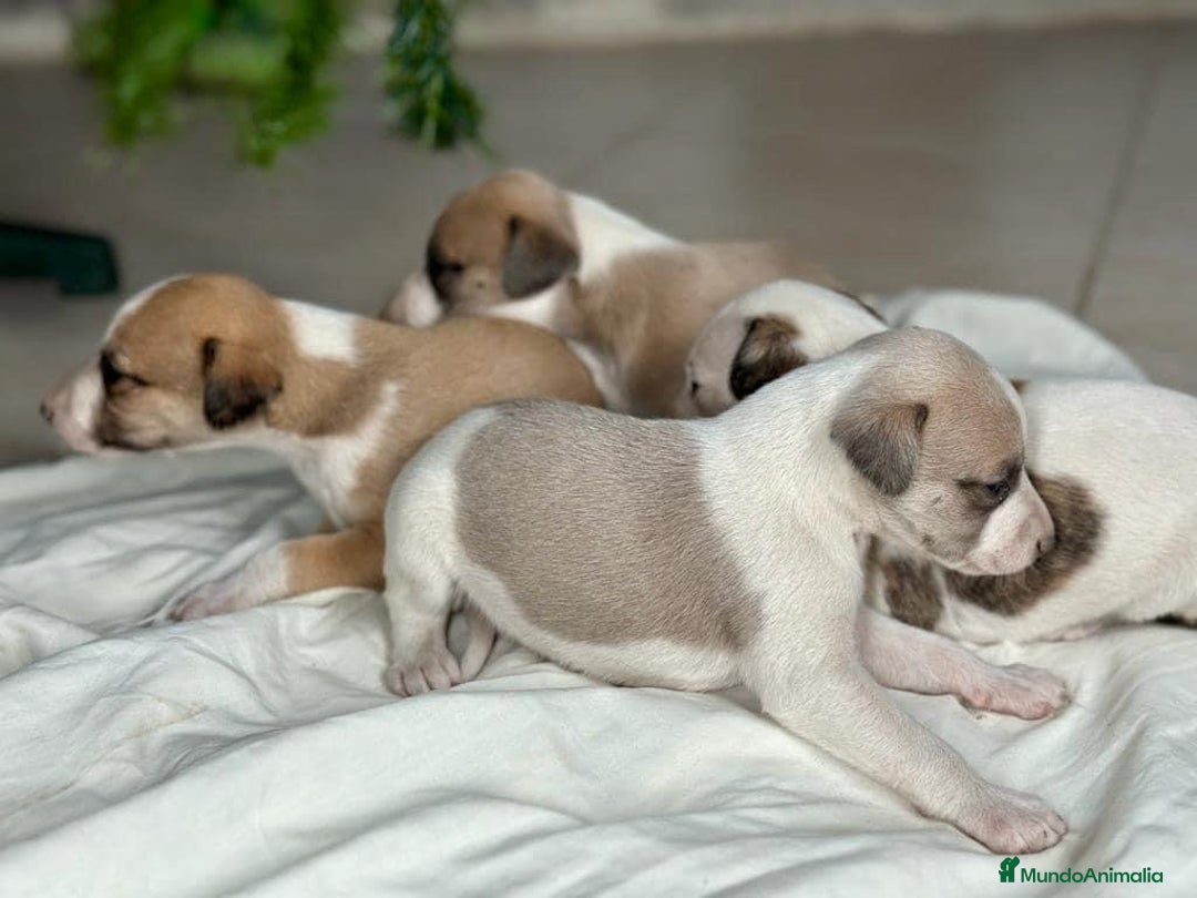 Whippet perros en venta: WHIPPET MALAGA  - Imagen 3