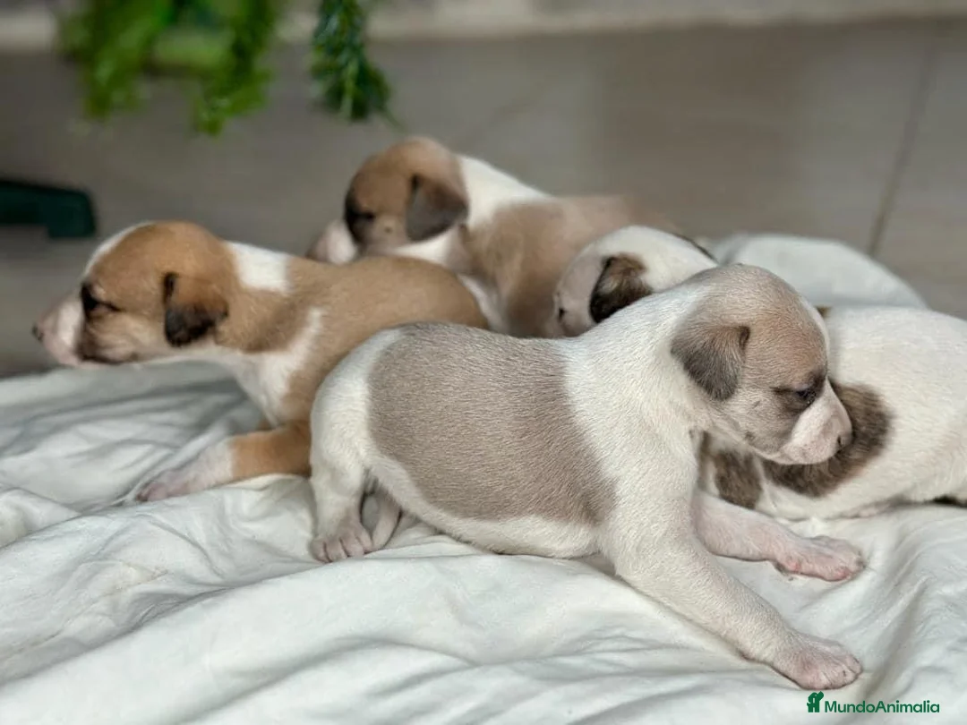 Whippet perros en venta: WHIPPET MALAGA  - Anuncio 3