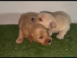 Maltipoo perros en Murcia - Anuncio 9