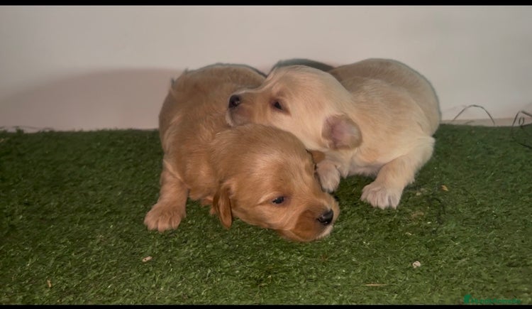 Maltipoo perros en Murcia - Anuncio 11